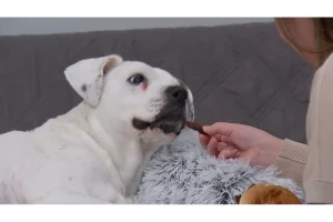 Brad Keselowski’s Daytona 500 Recovery: Inside His Race vs Time